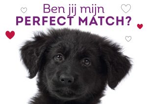 ben jij mijn perfect match? (kngf)