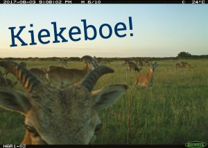 kiekeboe! (hoge veluwe)